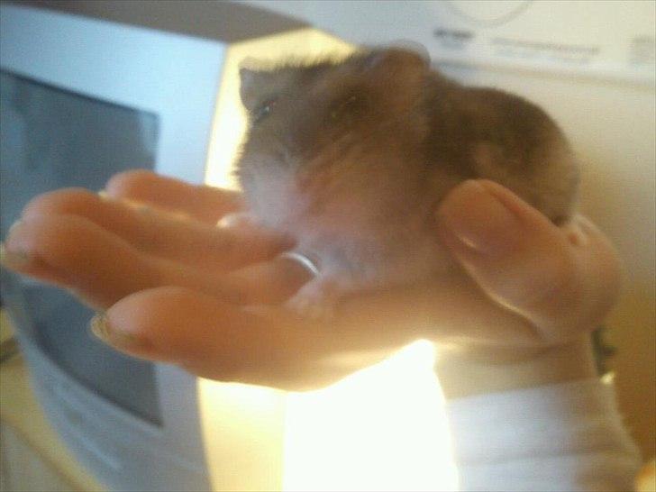 Dværghamster Dixie og Snowy - Dixie den kommende mor :D billede 2