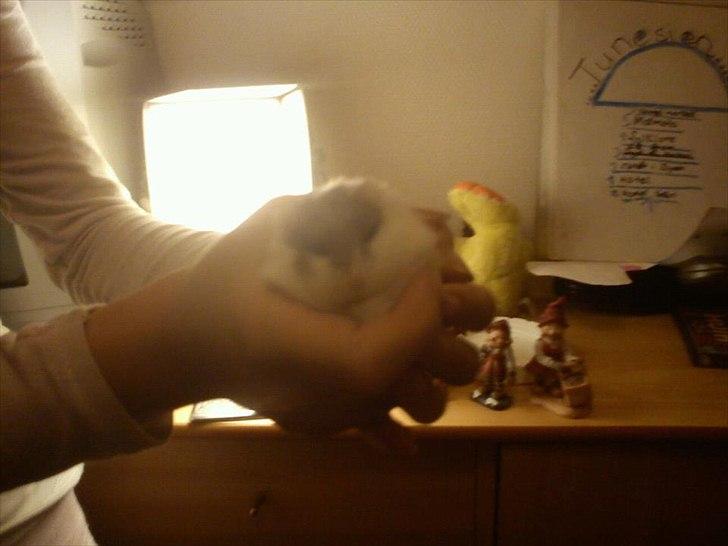 Dværghamster Dixie og Snowy - Snowy den kommende far :D billede 3