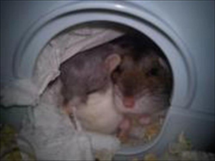 Dværghamster Dixie og Snowy - Dixie og Snowy billede 1