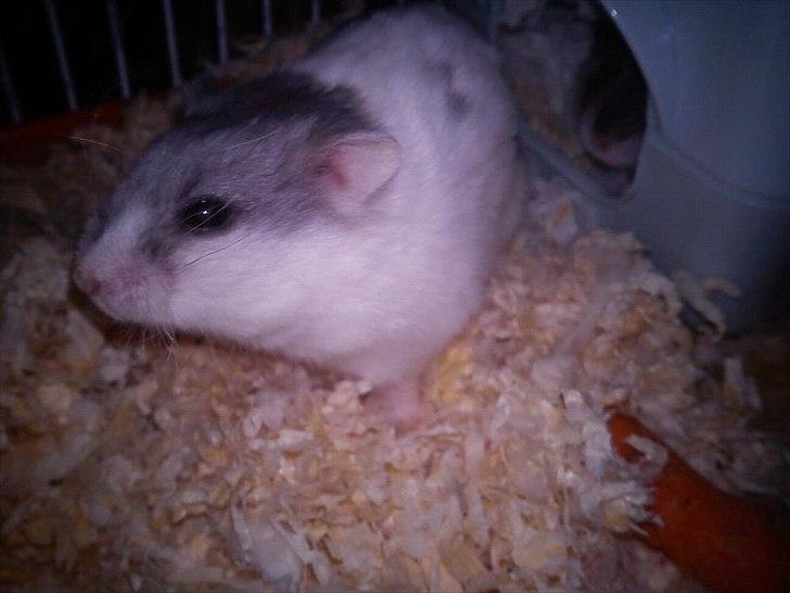 Dværghamster Dixie og Snowy - Snowy ;D billede 4