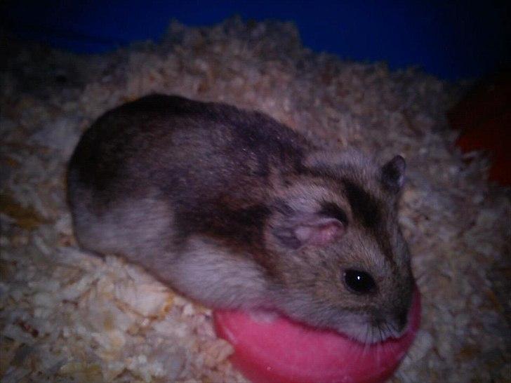 Dværghamster Dixie og Snowy - Dixie og hendes saltsten billede 5