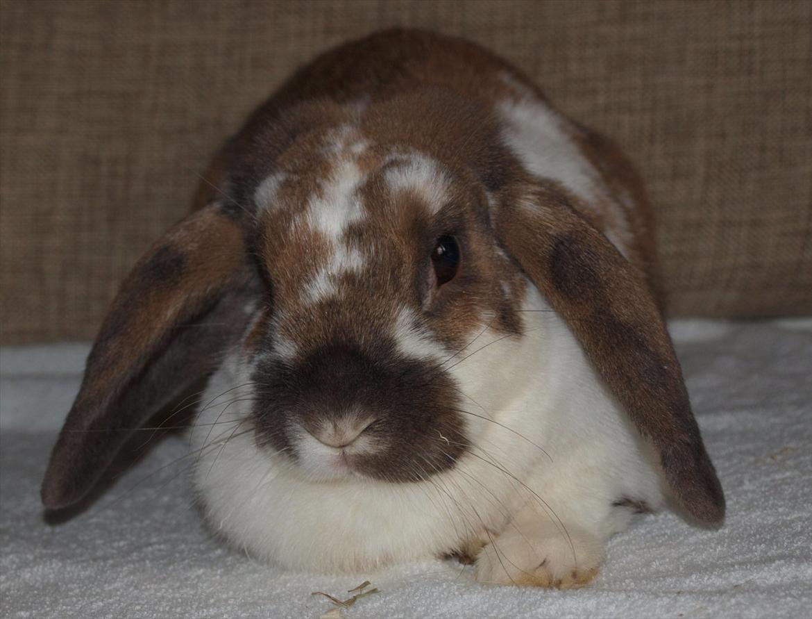 Kanin Lulu billede 1