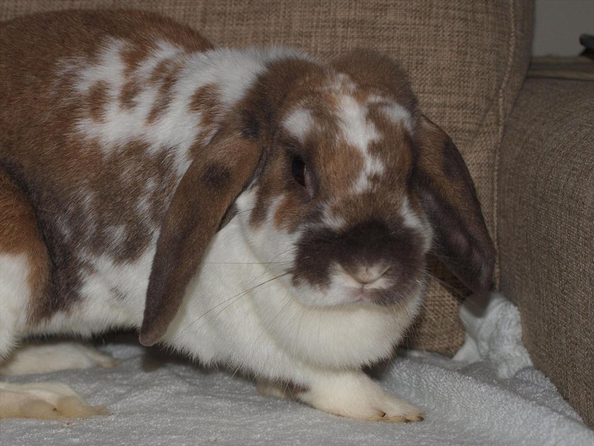 Kanin Lulu billede 2