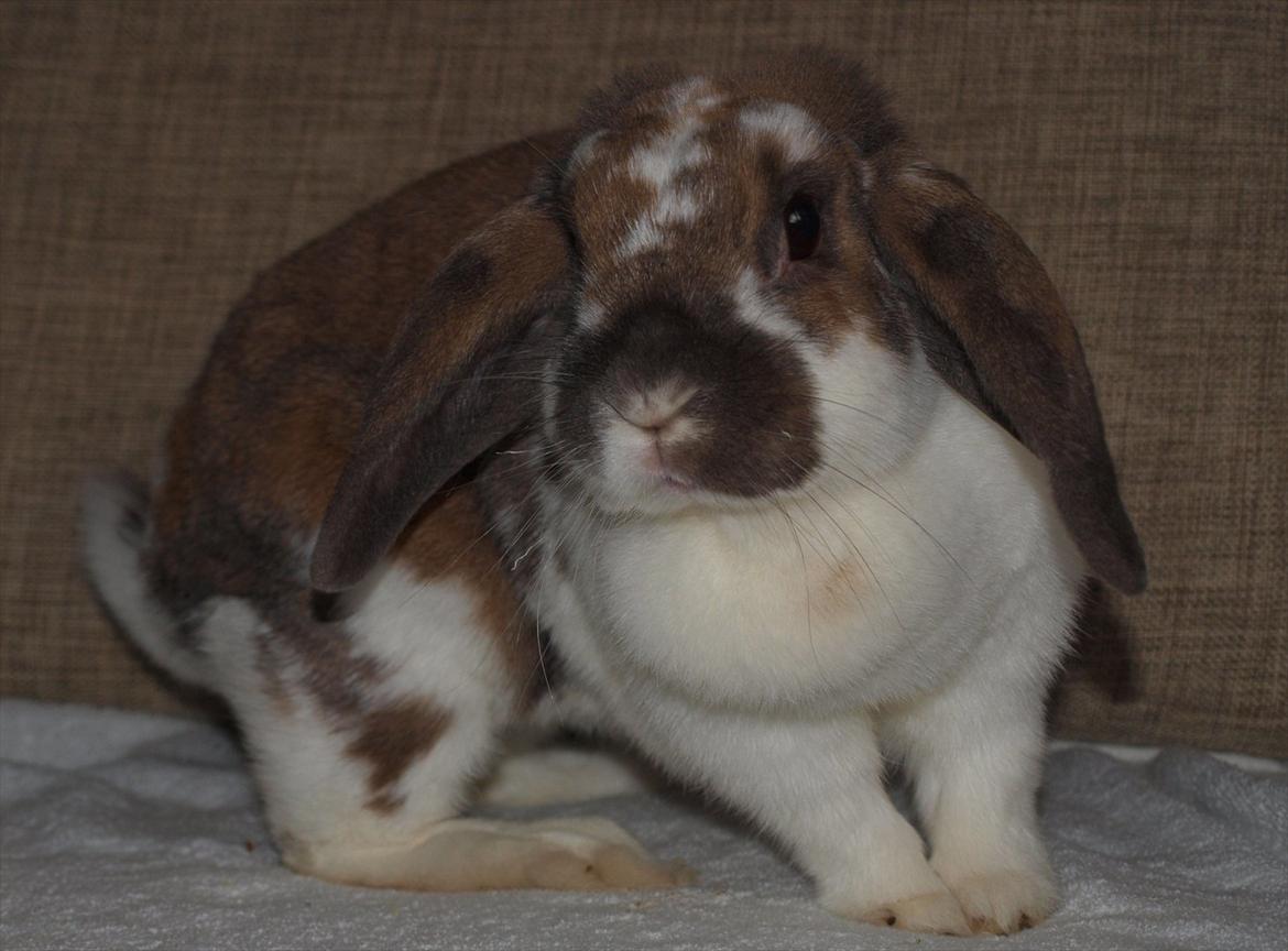 Kanin Lulu billede 3