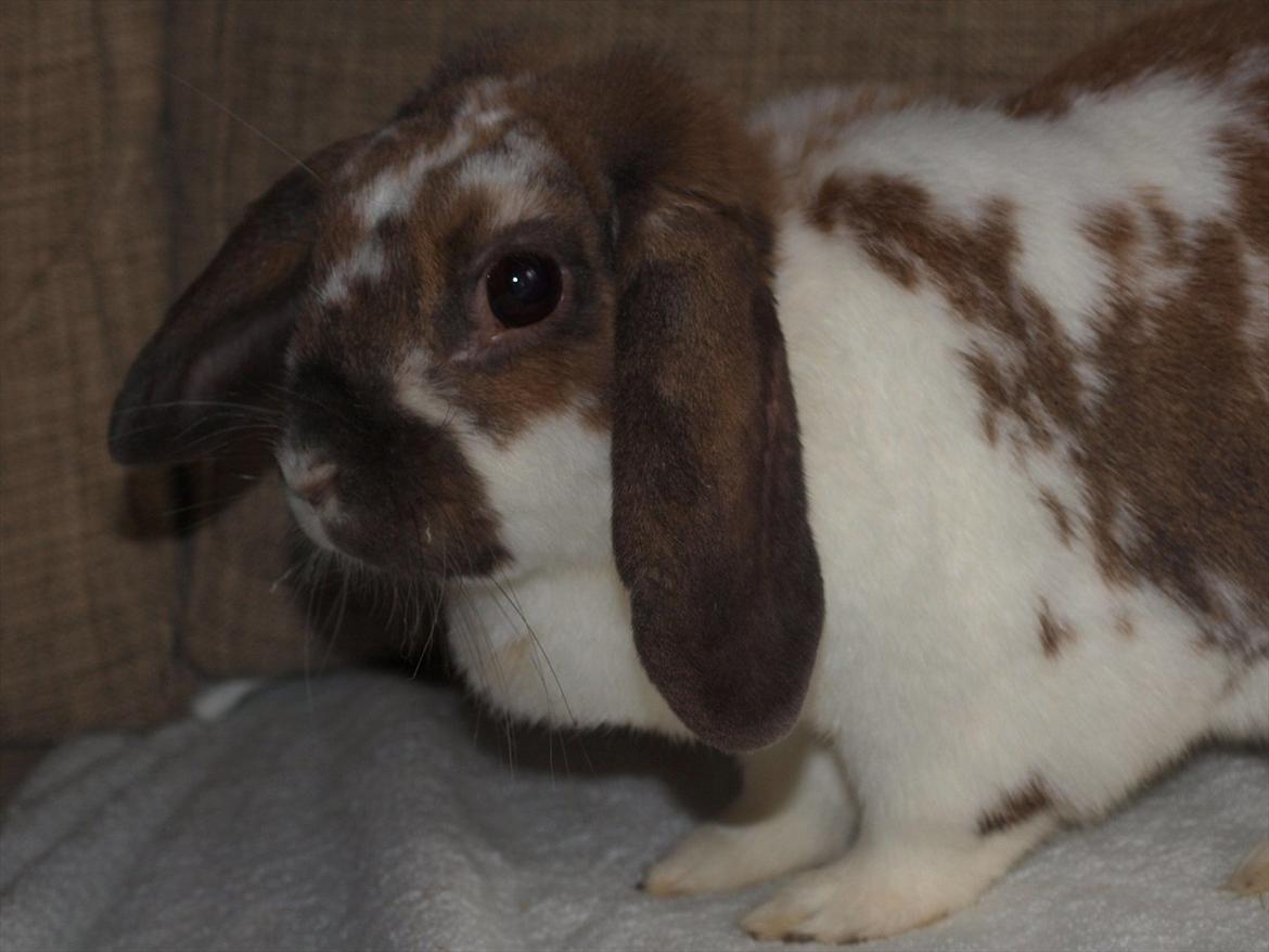 Kanin Lulu billede 4