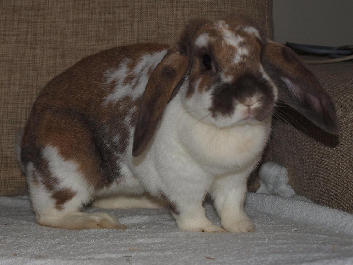 Kanin Lulu billede 5