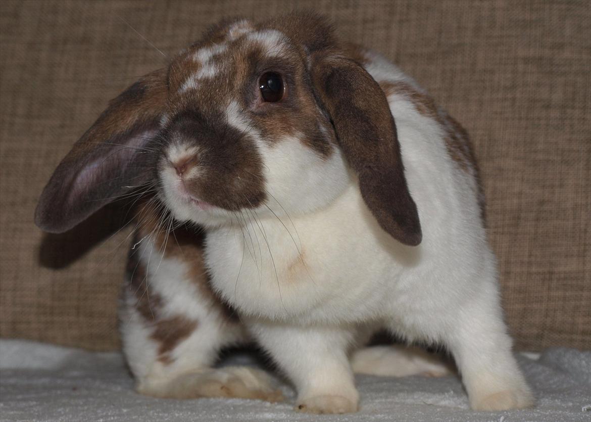 Kanin Lulu billede 6