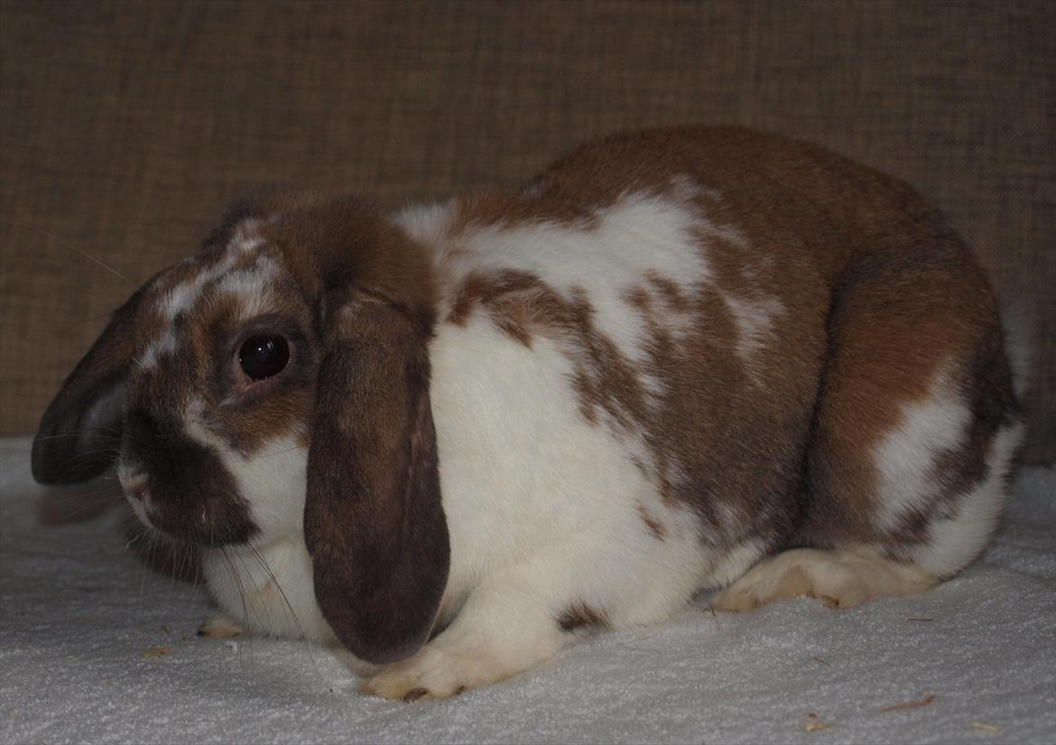 Kanin Lulu billede 7