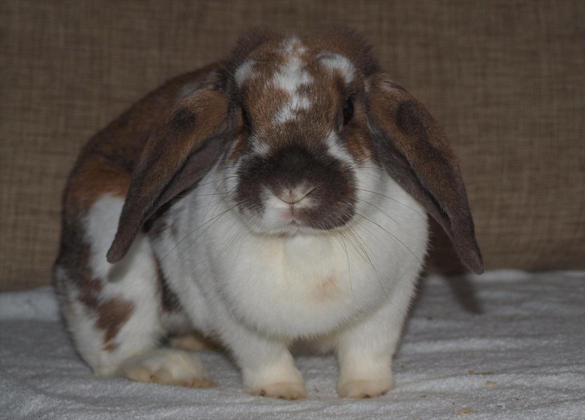 Kanin Lulu billede 8