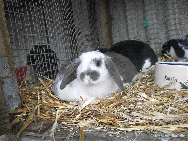 Kanin La Mia Unica Stella billede 5