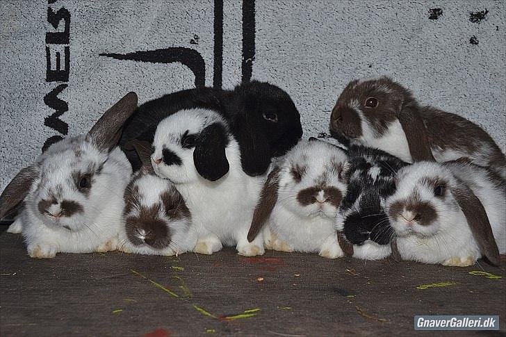 Kanin La Mia Unica Stella - hele kuldet foto: stald gress :) billede 8