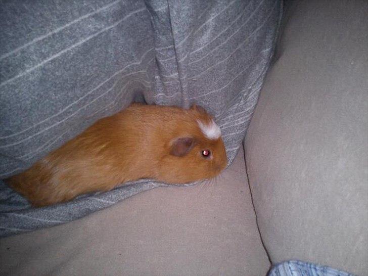 Marsvin Hvirvel billede 4