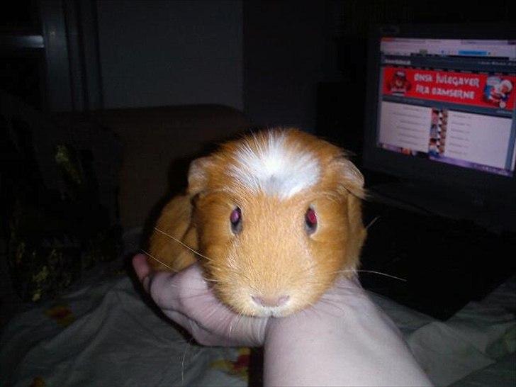 Marsvin Hvirvel billede 5