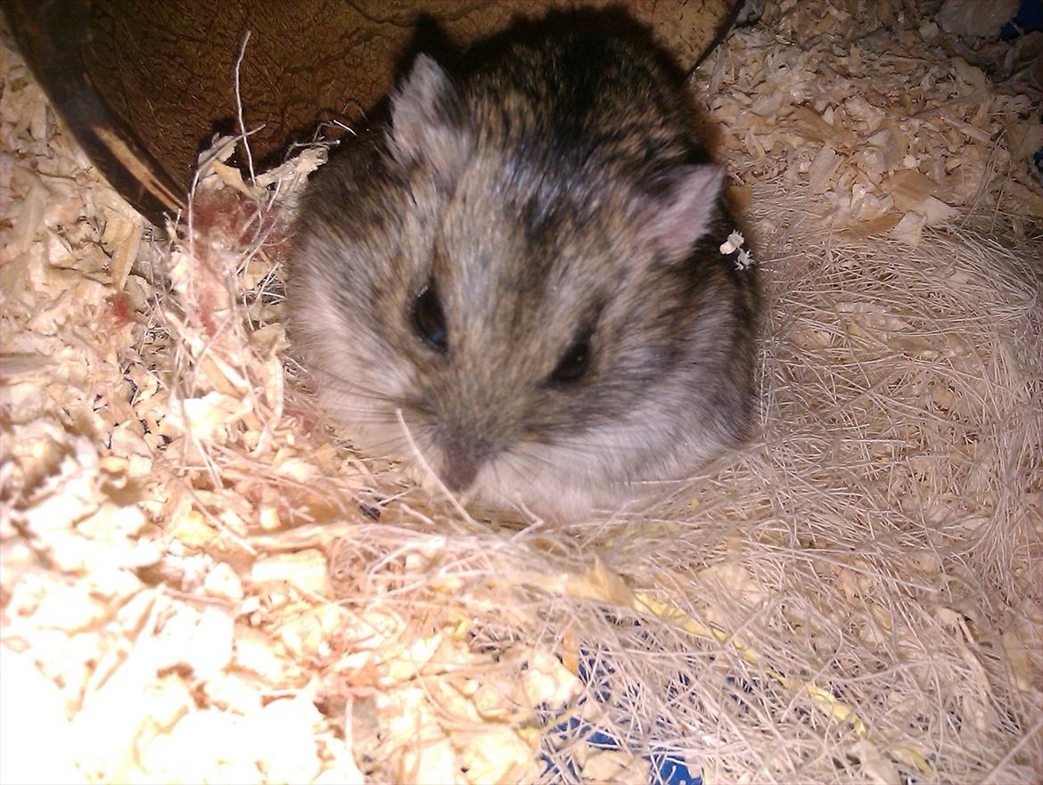 Dværghamster Werner billede 1