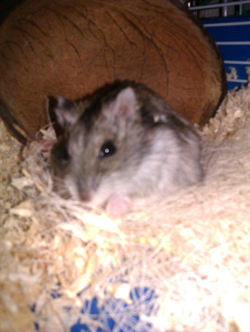 Dværghamster Werner billede 2