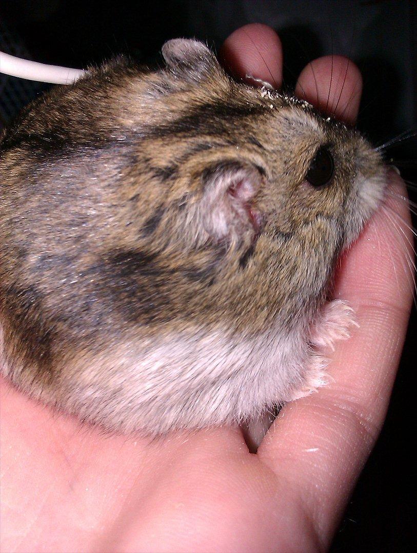 Dværghamster Werner billede 3