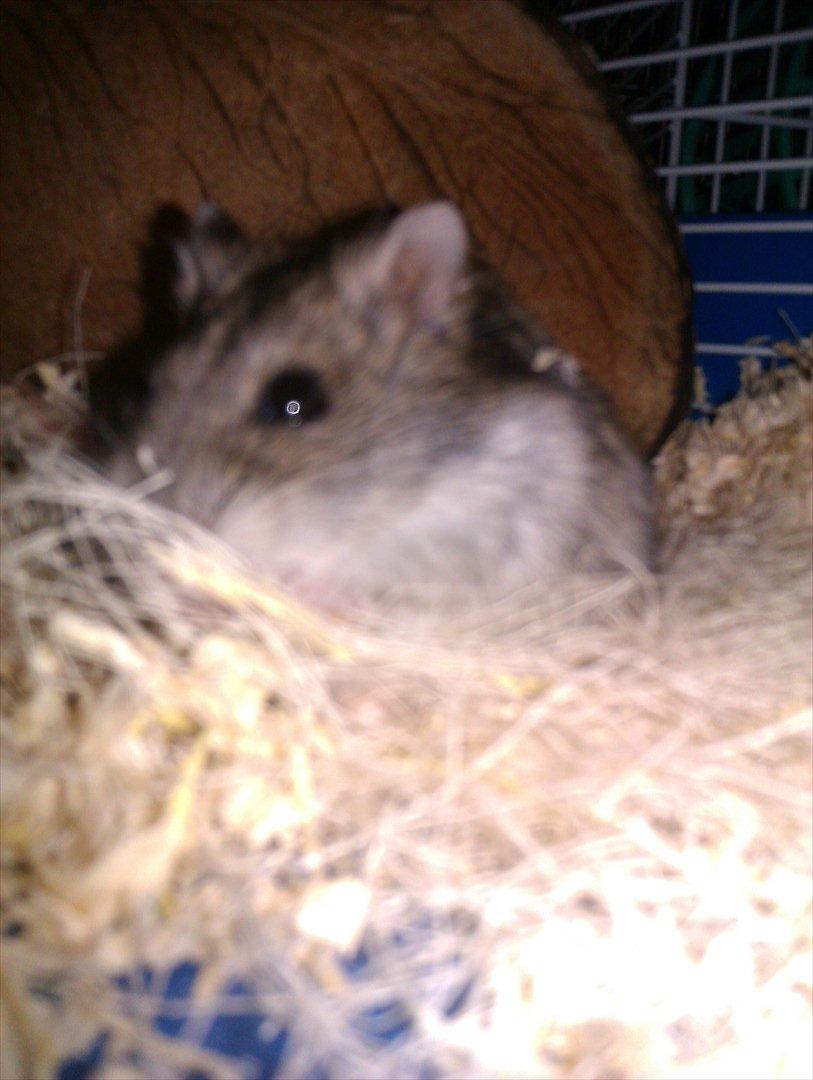 Dværghamster Werner billede 4