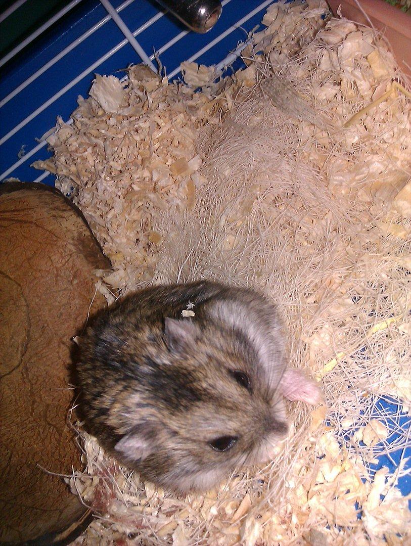 Dværghamster Werner billede 5
