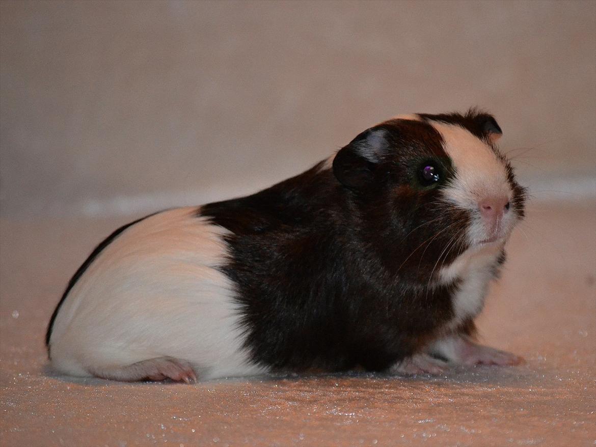 Marsvin Indigo billede 1