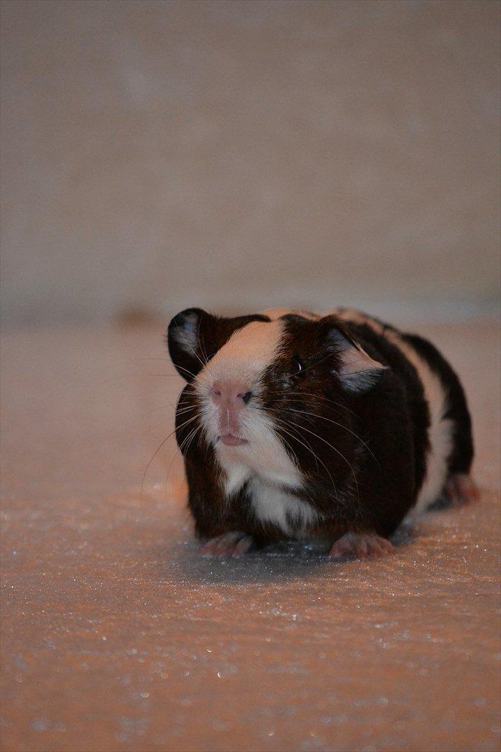 Marsvin Indigo billede 2