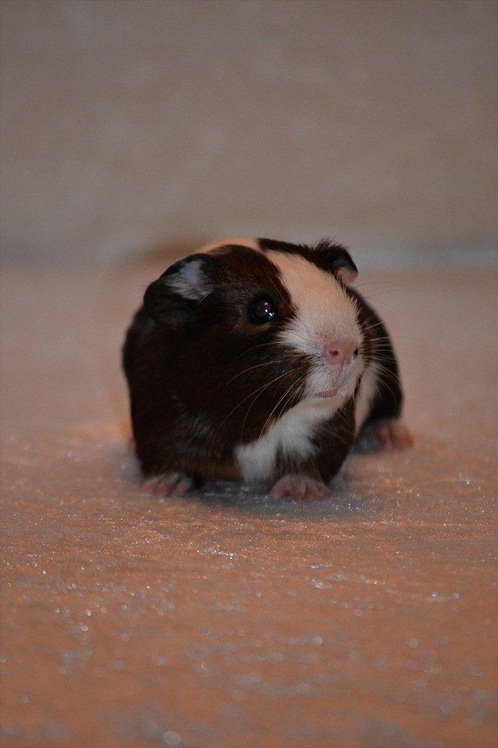 Marsvin Indigo billede 3