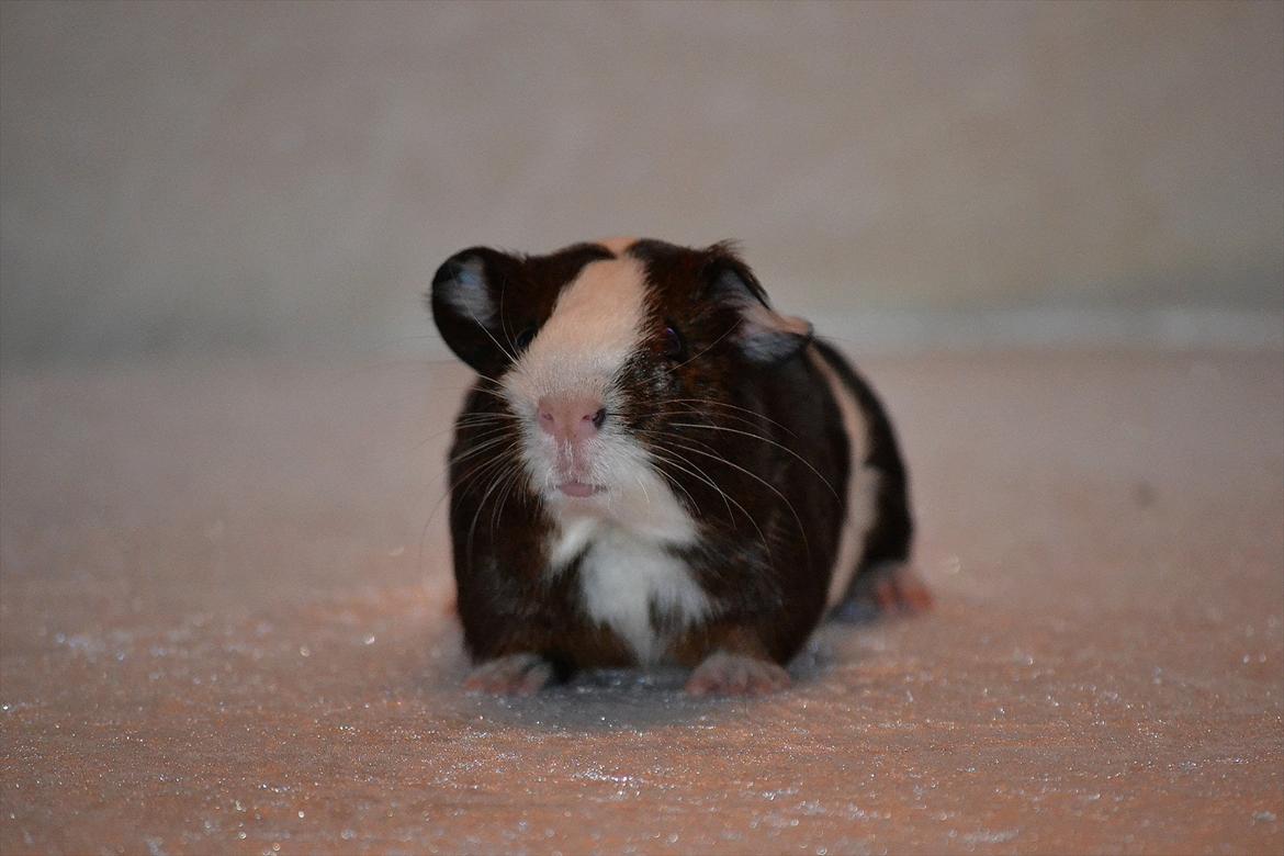 Marsvin Indigo billede 4