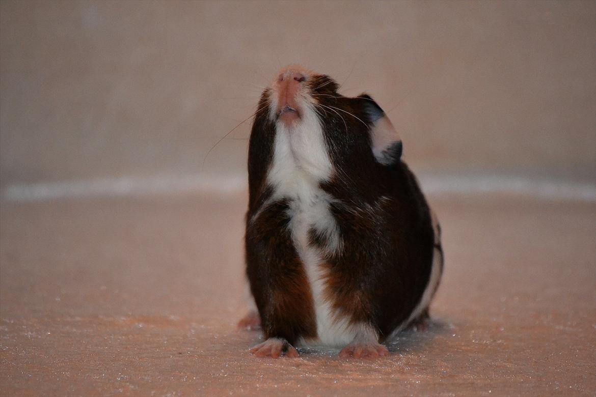 Marsvin Indigo billede 5