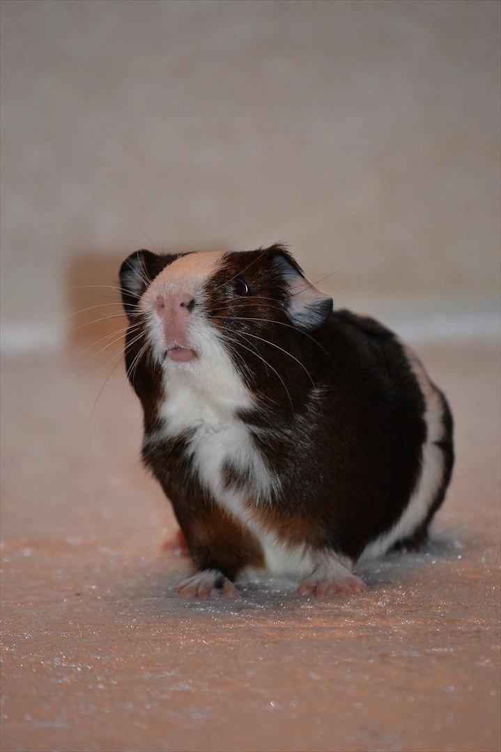 Marsvin Indigo billede 6