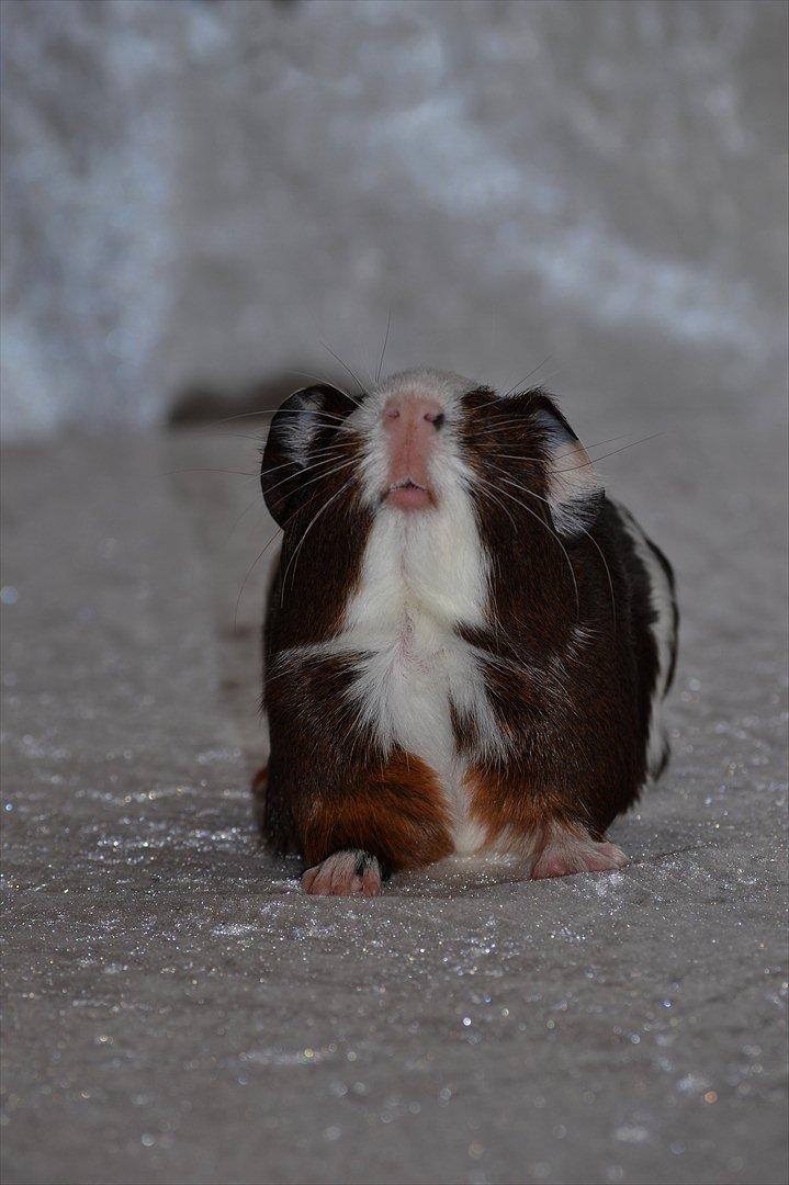 Marsvin Indigo billede 7