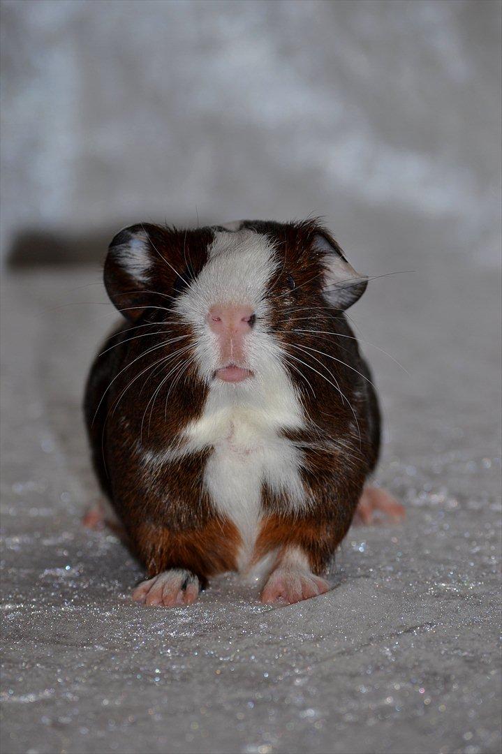 Marsvin Indigo billede 8