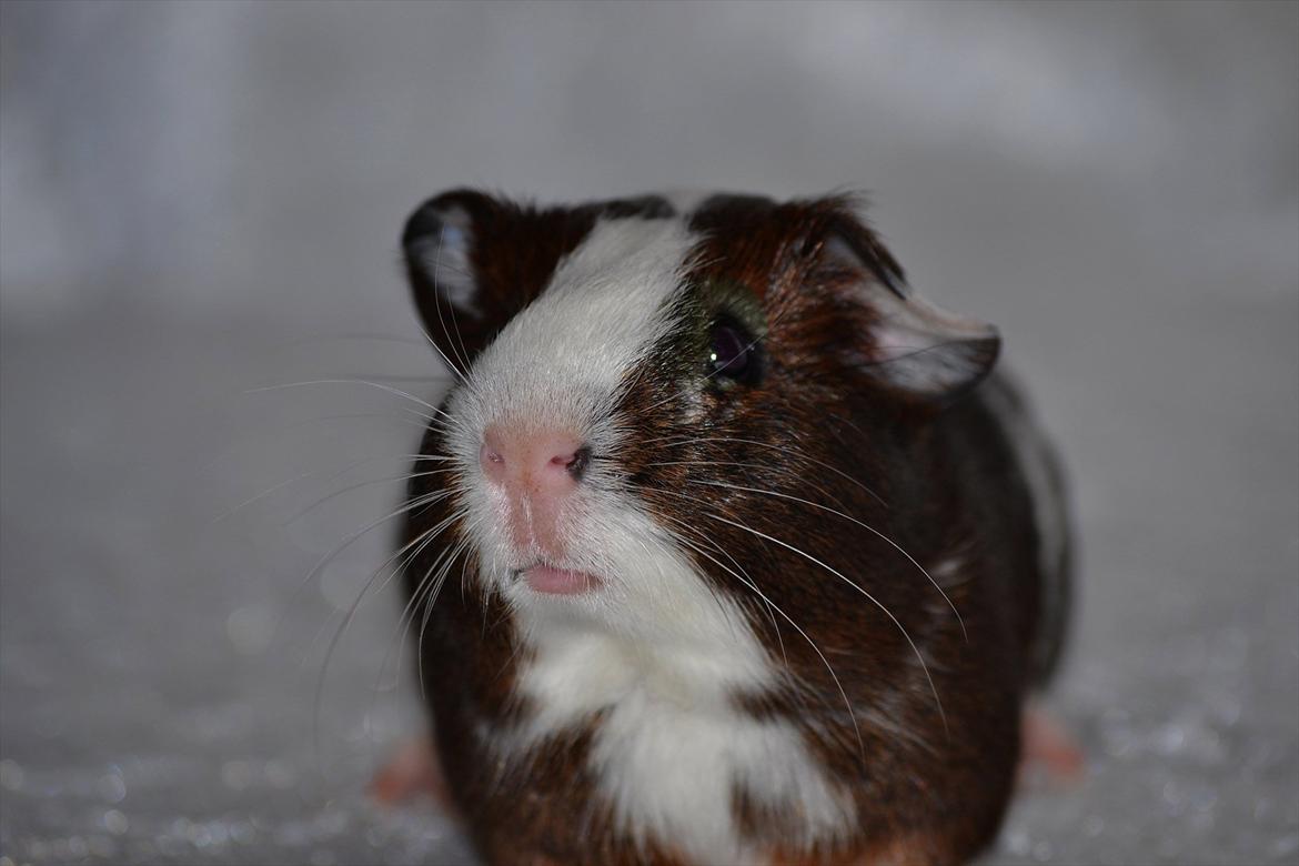 Marsvin Indigo billede 9