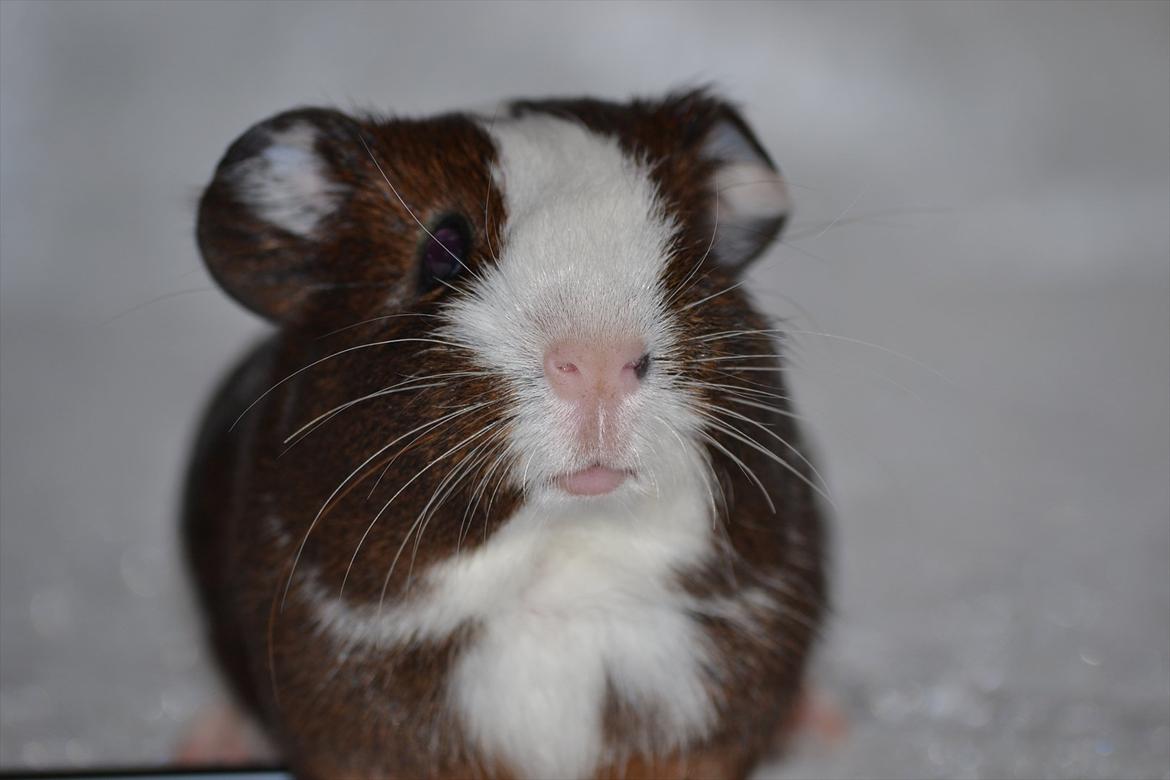 Marsvin Indigo billede 10