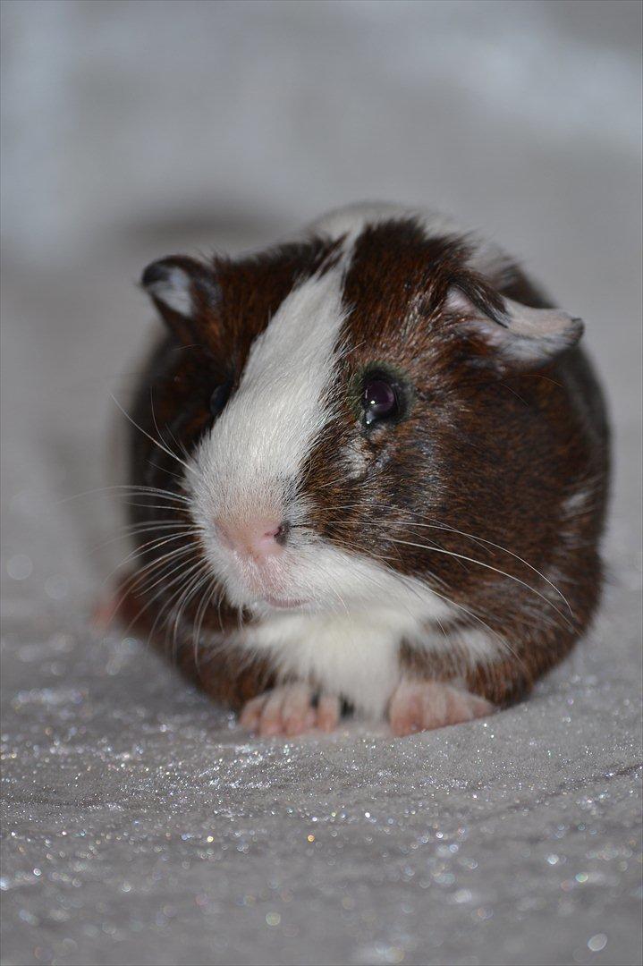 Marsvin Indigo billede 11