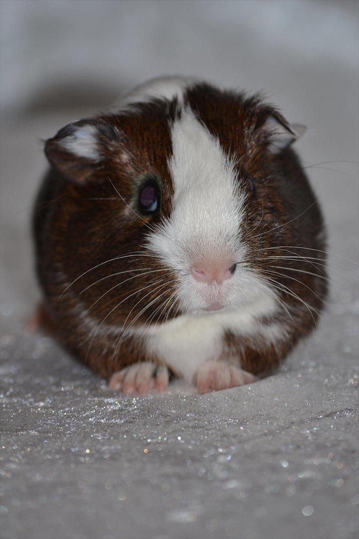 Marsvin Indigo billede 12