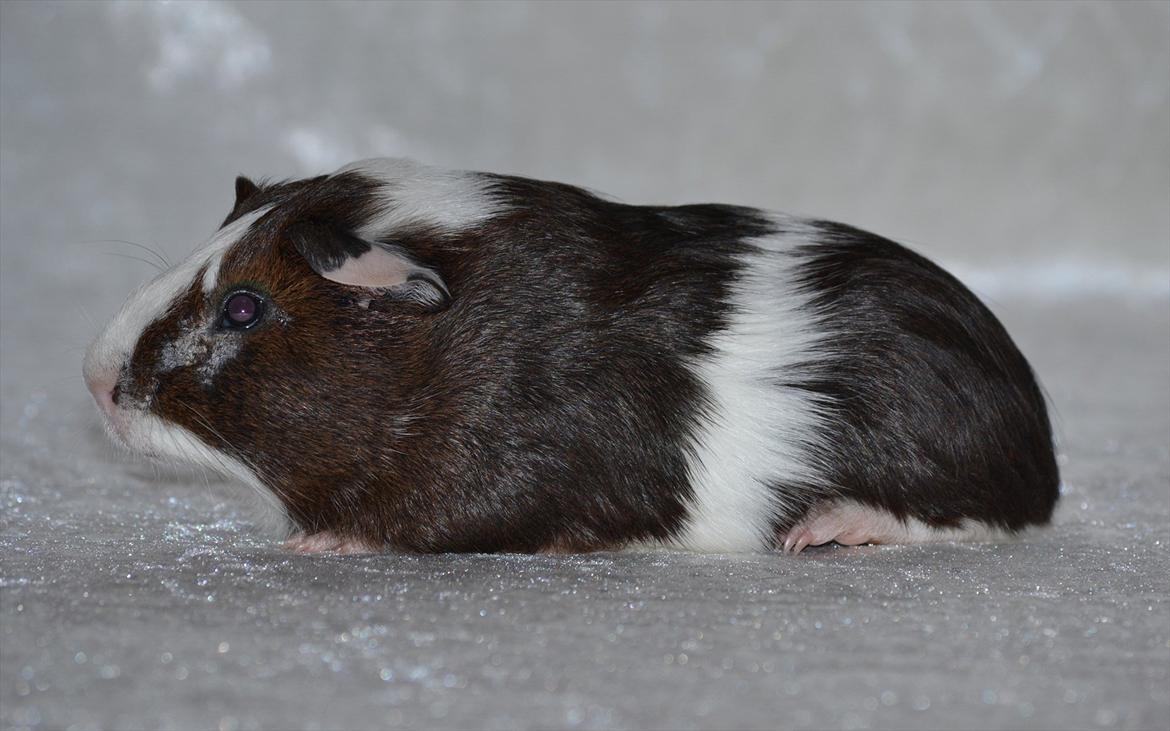 Marsvin Indigo billede 13