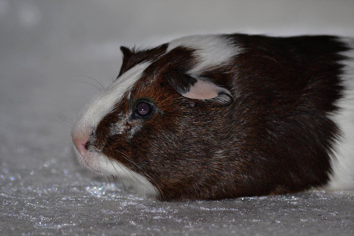 Marsvin Indigo billede 14