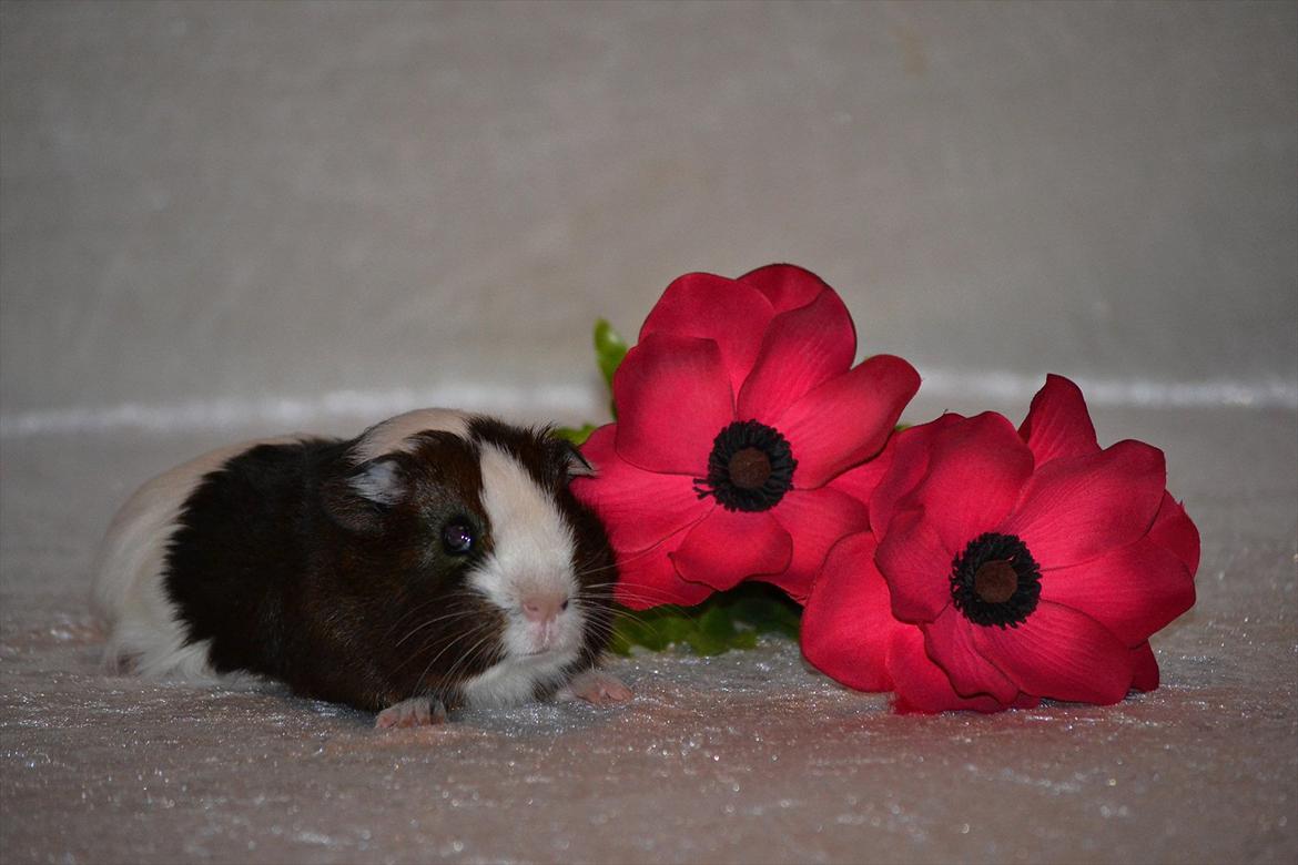 Marsvin Indigo billede 15