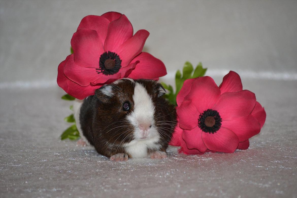 Marsvin Indigo billede 16