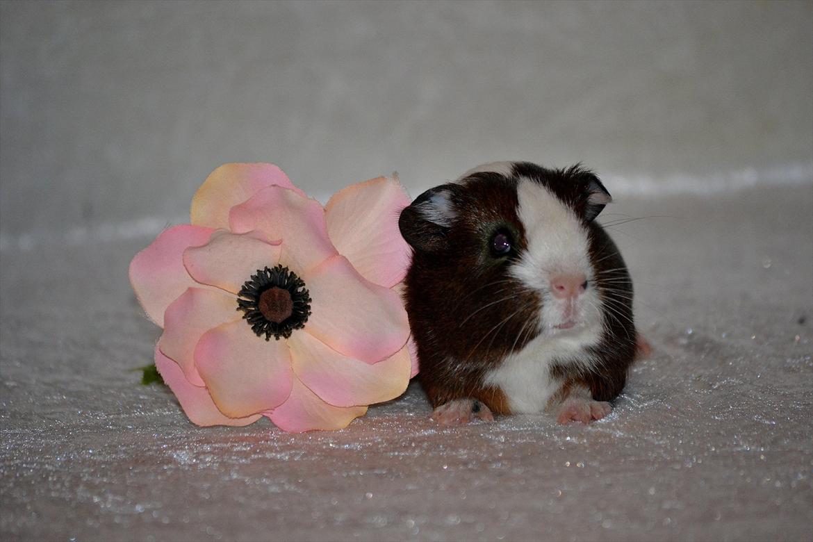 Marsvin Indigo billede 17