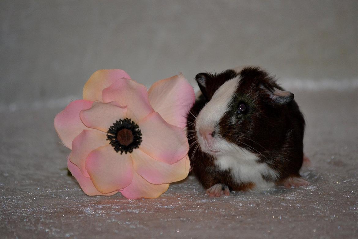 Marsvin Indigo billede 18