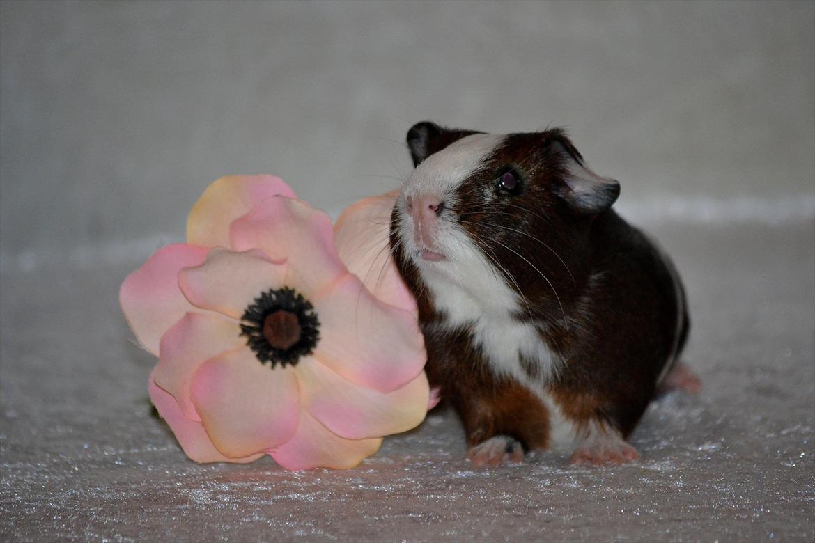 Marsvin Indigo billede 19