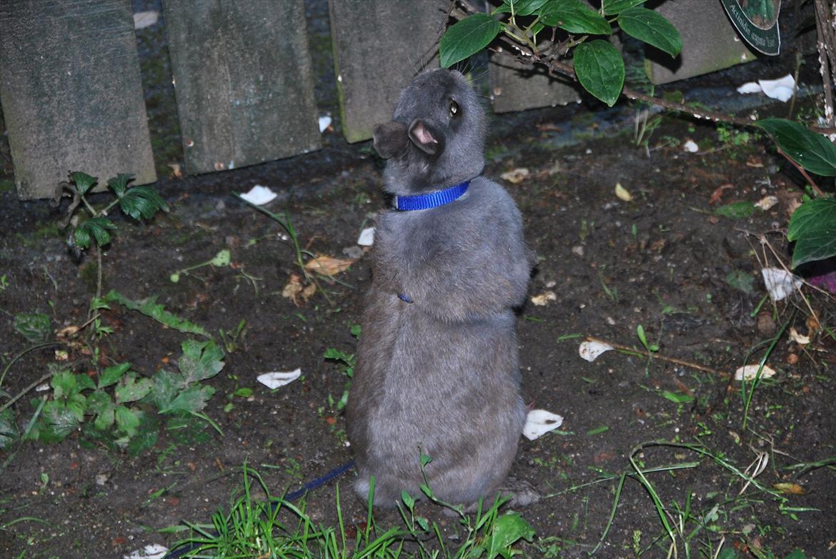 Kanin Hermelin | Fnugge;* billede 2