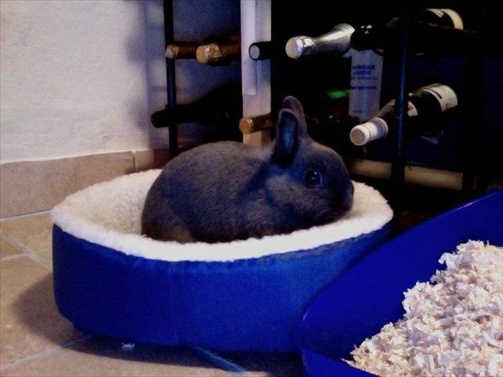 Kanin Hermelin | Fnugge;* billede 3