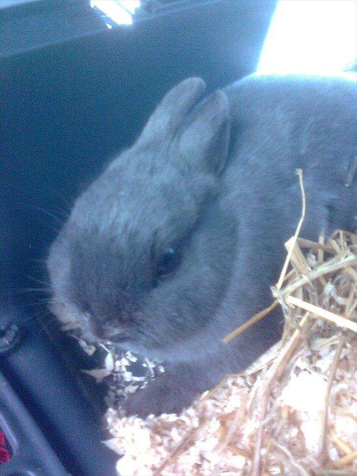 Kanin Hermelin | Fnugge;* billede 4