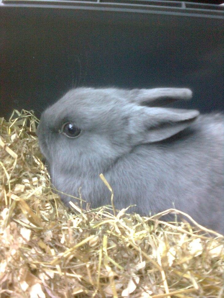 Kanin Hermelin | Fnugge;* billede 5