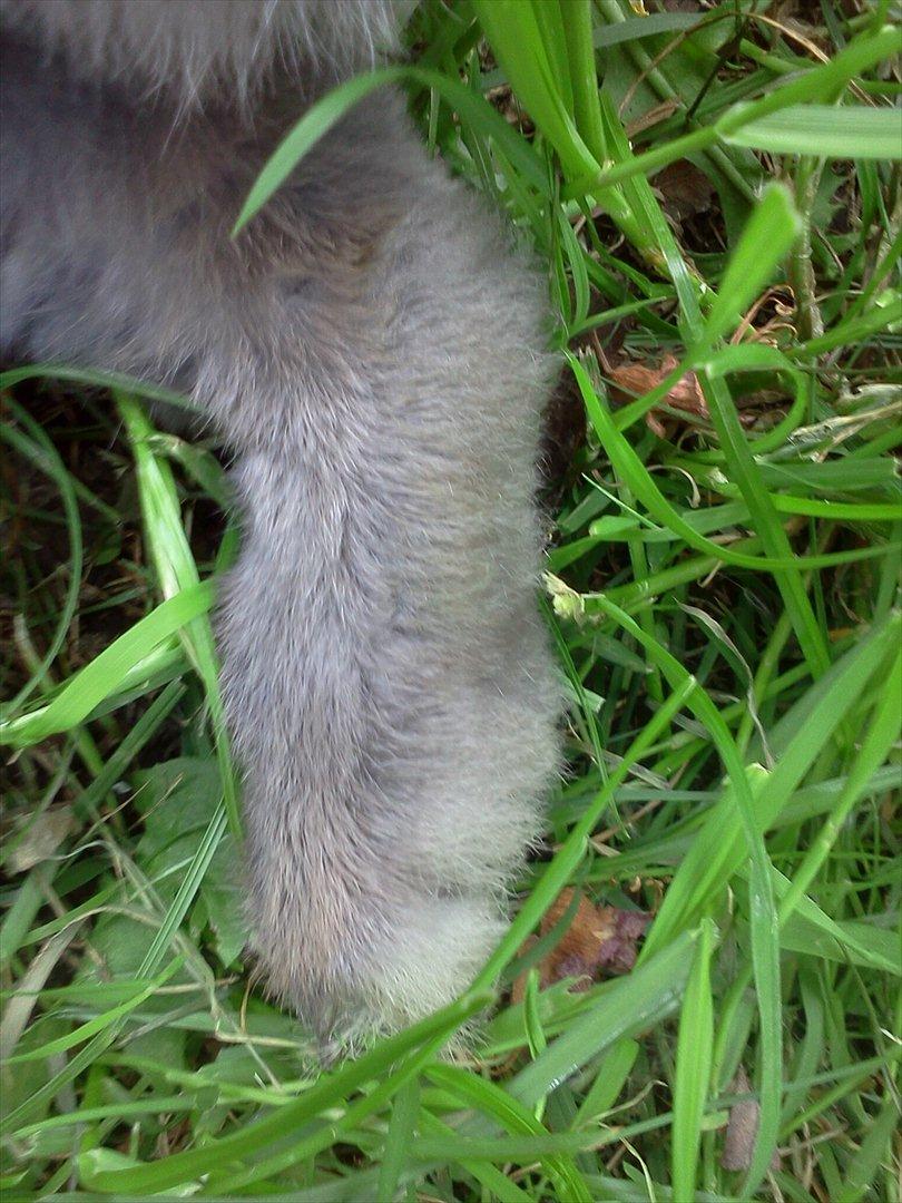 Kanin Hermelin | Fnugge;* billede 6