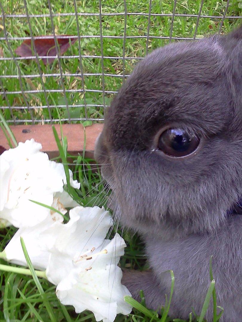 Kanin Hermelin | Fnugge;* billede 1