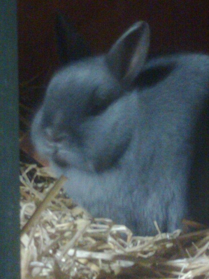 Kanin Hermelin | Fnugge;* billede 7