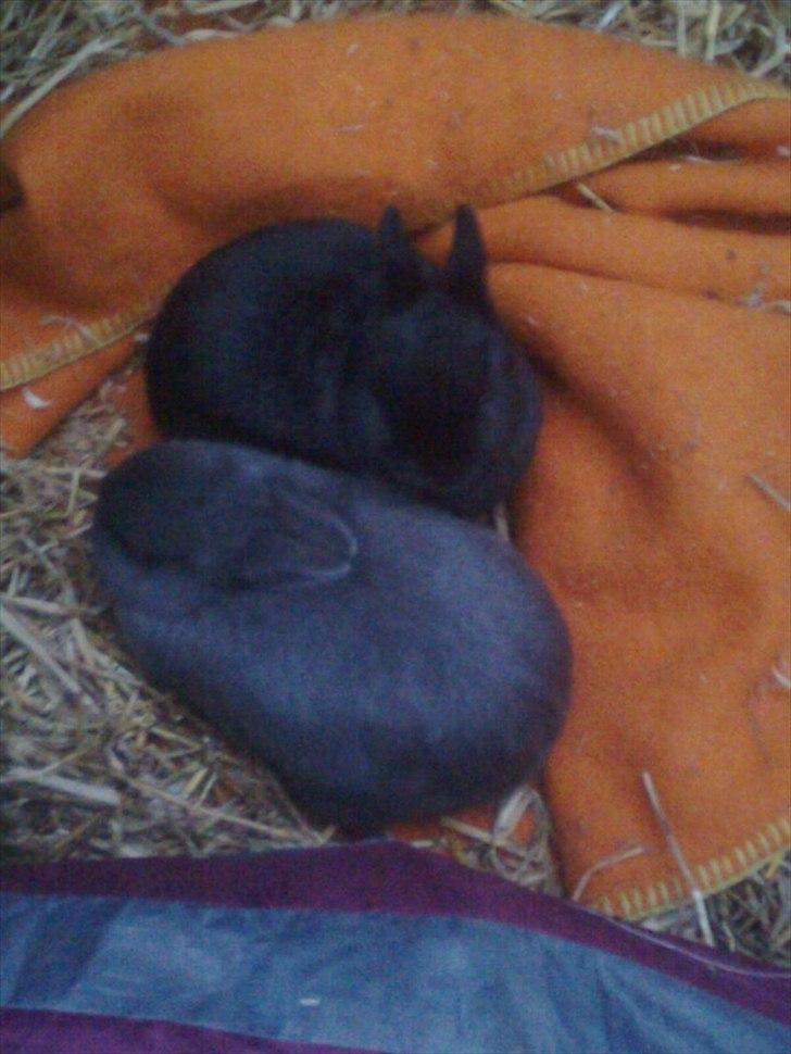 Kanin Hermelin | Fnugge;* billede 8