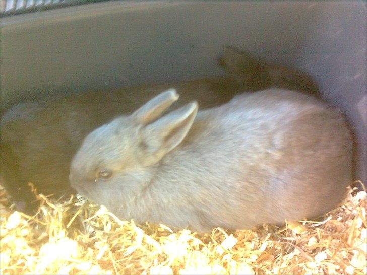 Kanin Hermelin | Fnugge;* billede 9